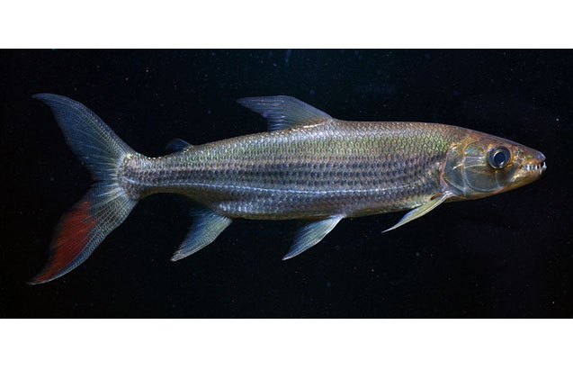 African Tiger Fish Breed Information and Pictures - PetGuide | PetGuide