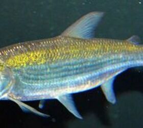 African Tiger Fish Breed Information and Pictures - PetGuide