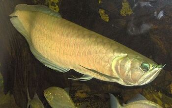 Arrayan Fish Fish Breeds | PetGuide