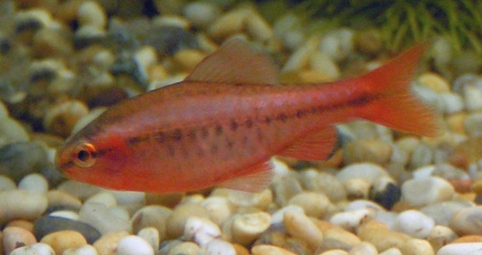 Barbs Fish Breed Information and Pictures - PetGuide | PetGuide