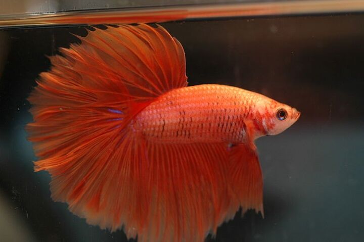 Beta Splands Fish Betta Splenden Fish Breed Information and Pictures - PetGuide | PetGuide