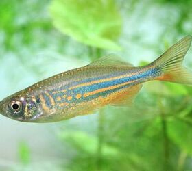 Tetra Fish Breed Information and Pictures - PetGuide