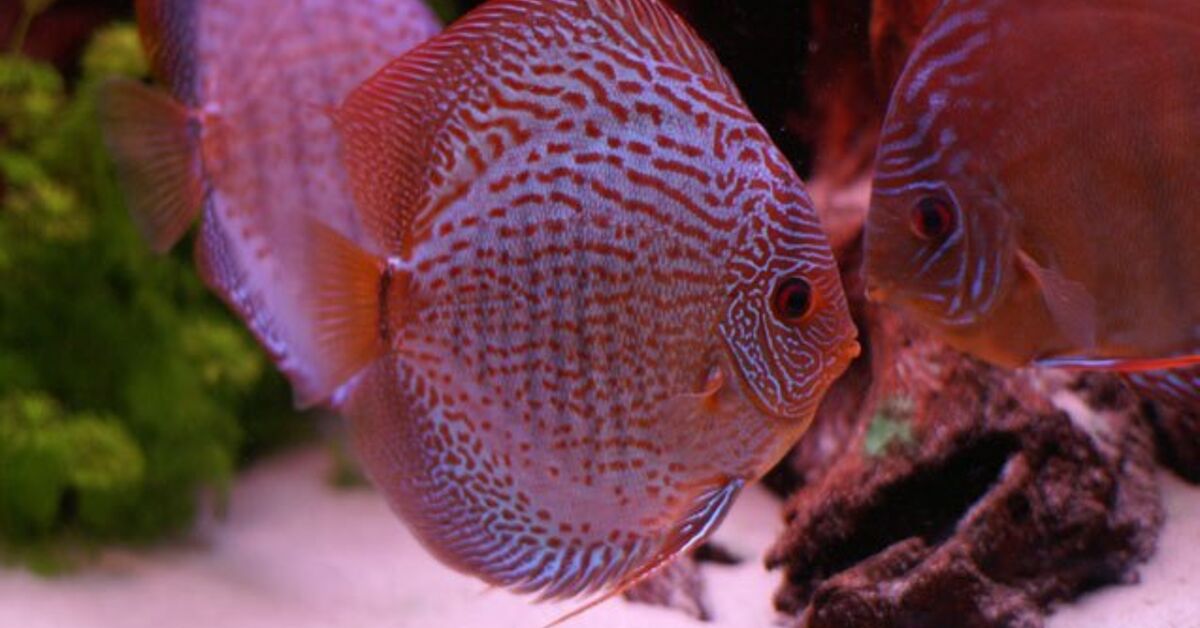 Discus Fish Species Information and Pictures - PetGuide | PetGuide