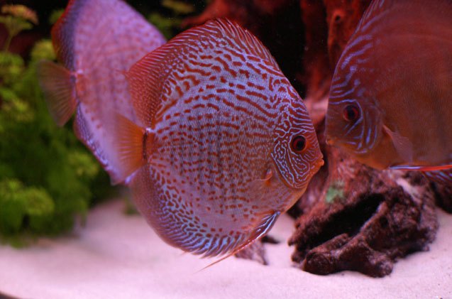 Discus Fish Species Information and Pictures - PetGuide | PetGuide