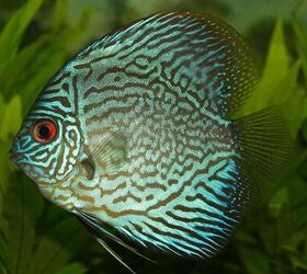 Discus fish outlet maintenance