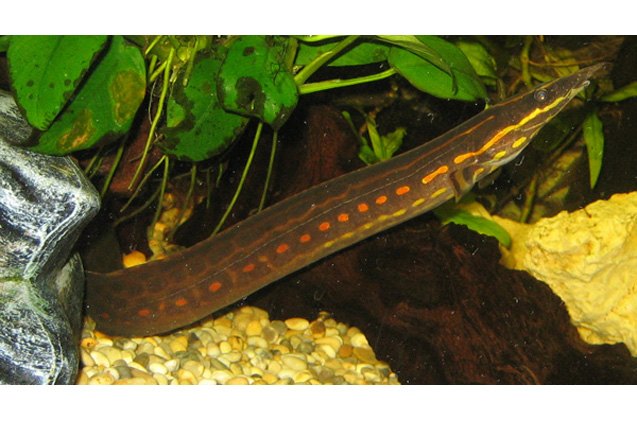Eels Fish Breed Information and Pictures - PetGuide | PetGuide
