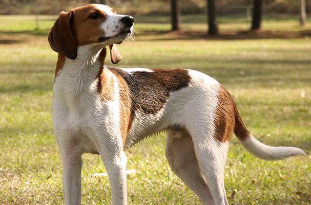 American Lab Foxhound: Unveiling the Spirited Companion