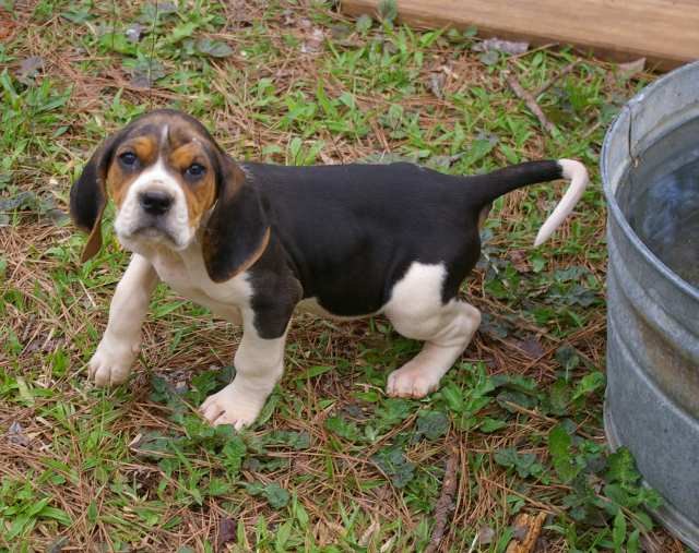 Treeing Walker Coonhound Information And Pictures Petguide Petguide Treeing Walker Coonhound Information And Pictures Petguide Petguide