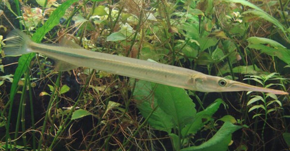 Gar Fish Breed Information and Pictures | Everything About Gar ...