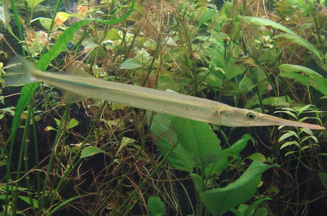 Gar Fish Breed Information and Pictures | Everything About Gar ...