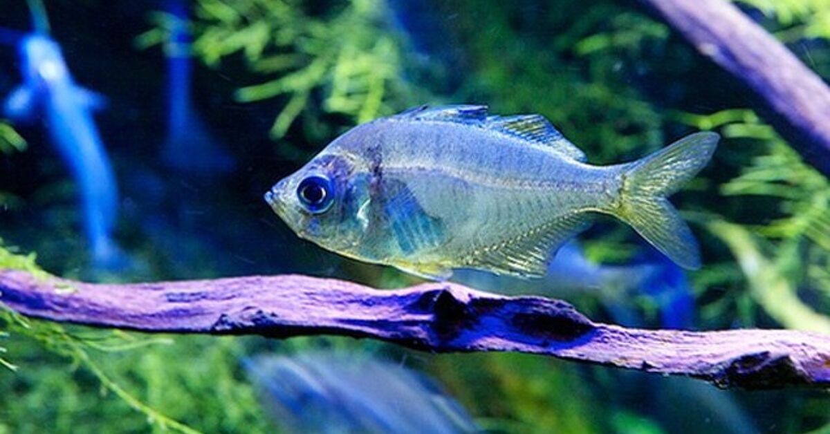 Glass Fish Breed Information and Pictures - PetGuide | PetGuide