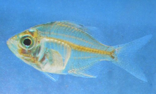glass fish