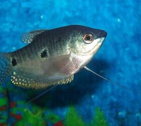 Gourami Fish Breed Information and Pictures - PetGuide