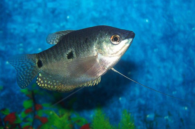 Gourami Fish Breed Information and Pictures - PetGuide | PetGuide