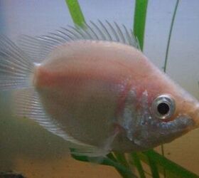 Gourami Fish Breed Information and Pictures - PetGuide