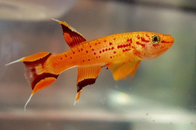 Killifish Fish Breed Information And Pictures PetGuide PetGuide killifish-fish-breed-information-and-pictures-petguide-petguide