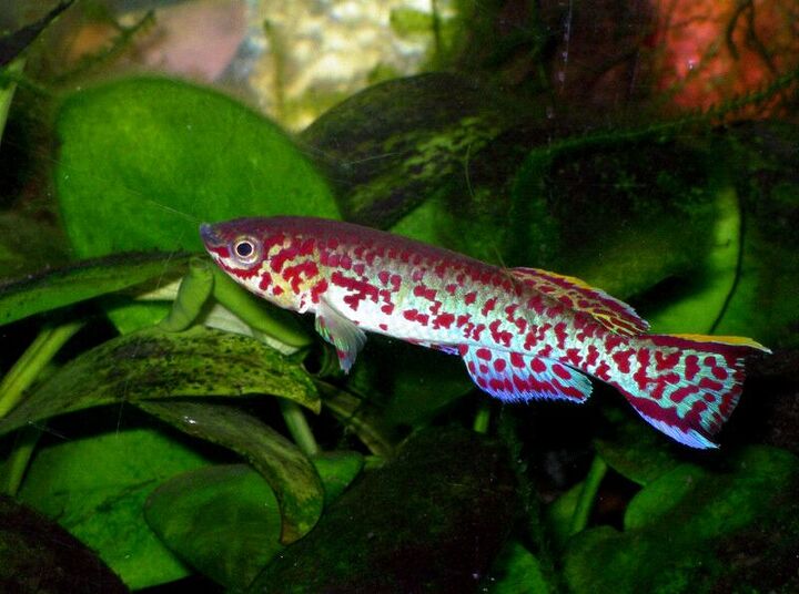 Killifish Fish Breed Information and Pictures - PetGuide | PetGuide