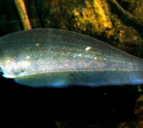 knifefish