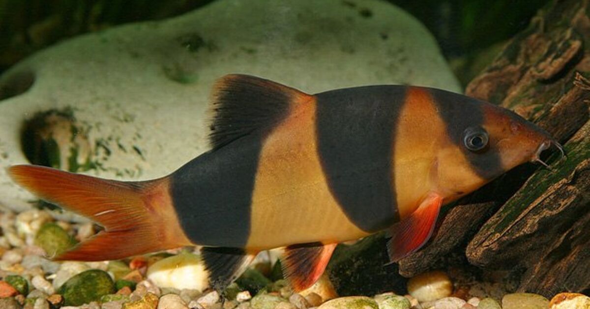 Loaches Fish Breed Information and Pictures - PetGuide | PetGuide
