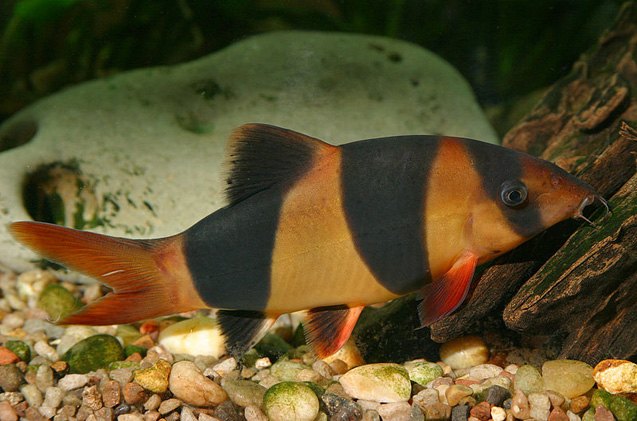 Loaches Fish Breed Information and Pictures - PetGuide | PetGuide