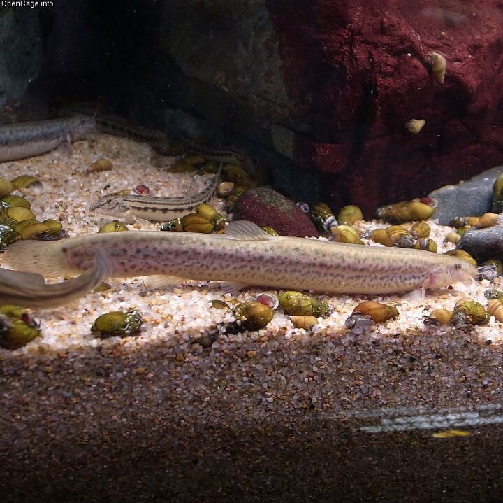 Loaches Fish Breed Information and Pictures - PetGuide | PetGuide