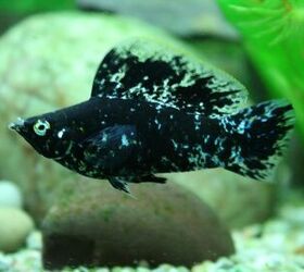 Freshwater Aquarium Fish Species Profile: Molly