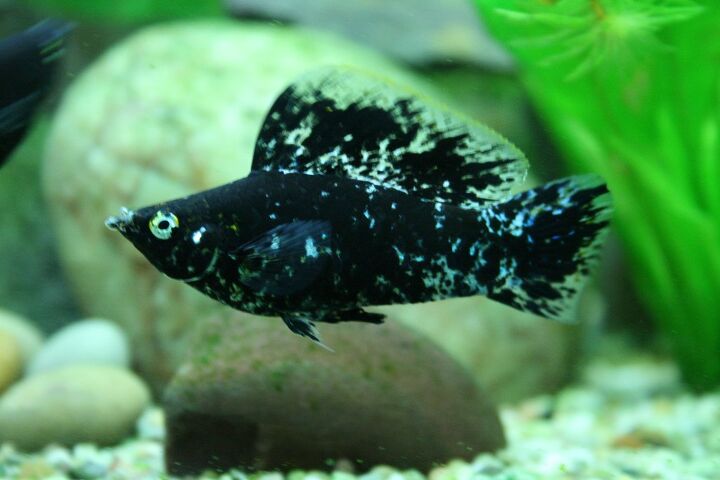 Moly Colour Molly Fish Breed Information and Pictures - PetGuide | PetGuide