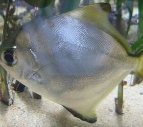 Mono Fish Breed Information and Pictures - PetGuide