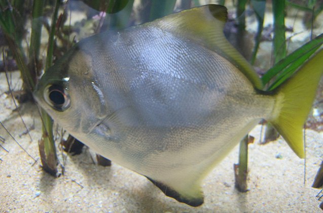 Mono Da Fish Mono Fish Breed Information and Pictures - PetGuide | PetGuide
