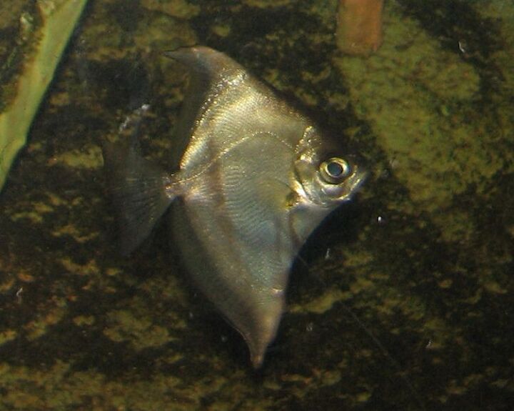 Mono Da Fish Mono Fish Breed Information and Pictures - PetGuide | PetGuide
