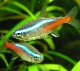 Neon Tetra Pet Fish Breed Information and Pictures - PetGuide