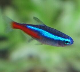 neon tetra pets at home