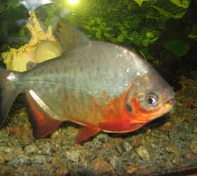 Piranha best sale fish care