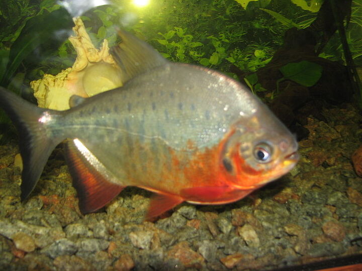 Pacu Fish Breed Information and Pictures - PetGuide | PetGuide