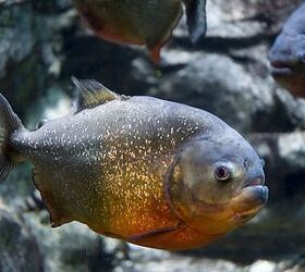Piranha Fish Breed Information and Pictures - PetGuide