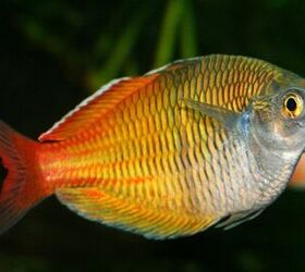 rainbowfish