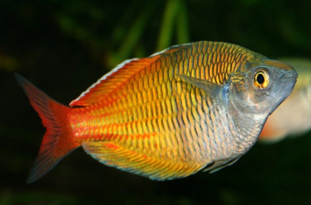Rainbowfish | PetGuide