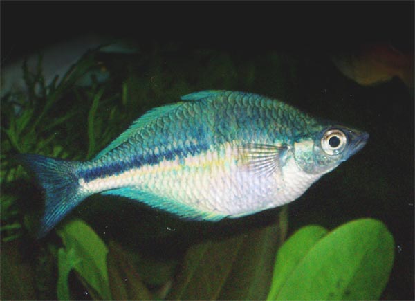 Rainbowfish | PetGuide
