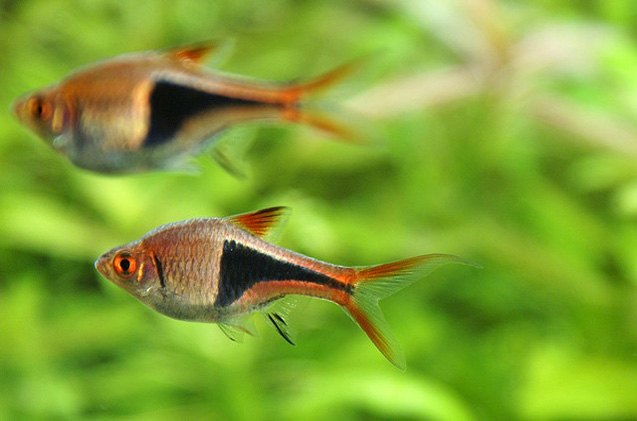 All Rasbora Types Of Rasboras Fish
