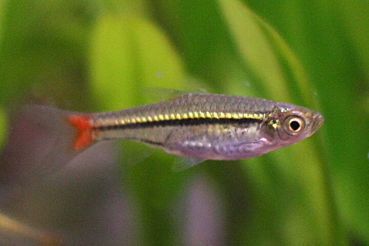 Rasbora | PetGuide