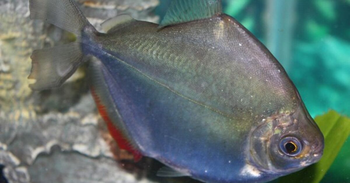 Silver Dollar | PetGuide Silver Dollar | PetGuide