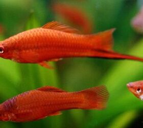 Swordtail Fish Breed Information and Pictures - PetGuide