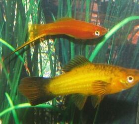 Swordtail best sale fry care