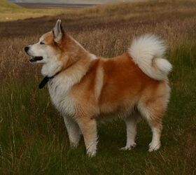 does rawhide dissolve in a icelandic sheepdogs stomach