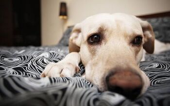 5 Stress-Free Ways To Deal With Dog Separation Anxiety
