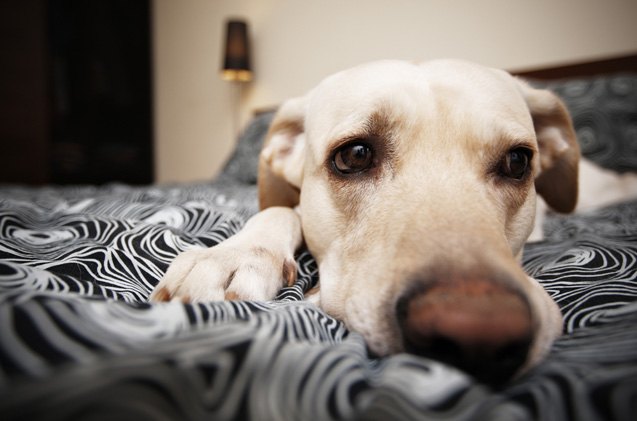 5 stress free ways to deal with dog separation anxiety