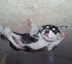 upside down dog of the week shadow