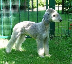 are bedlington terriers good with cats
