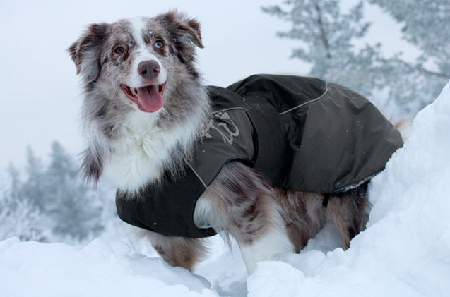 Dogs In The Winter Turn Up The Heat With Winter Coats For Dogs | PetGuide