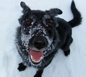 let it snow getting ready to make the most of winter with your dog